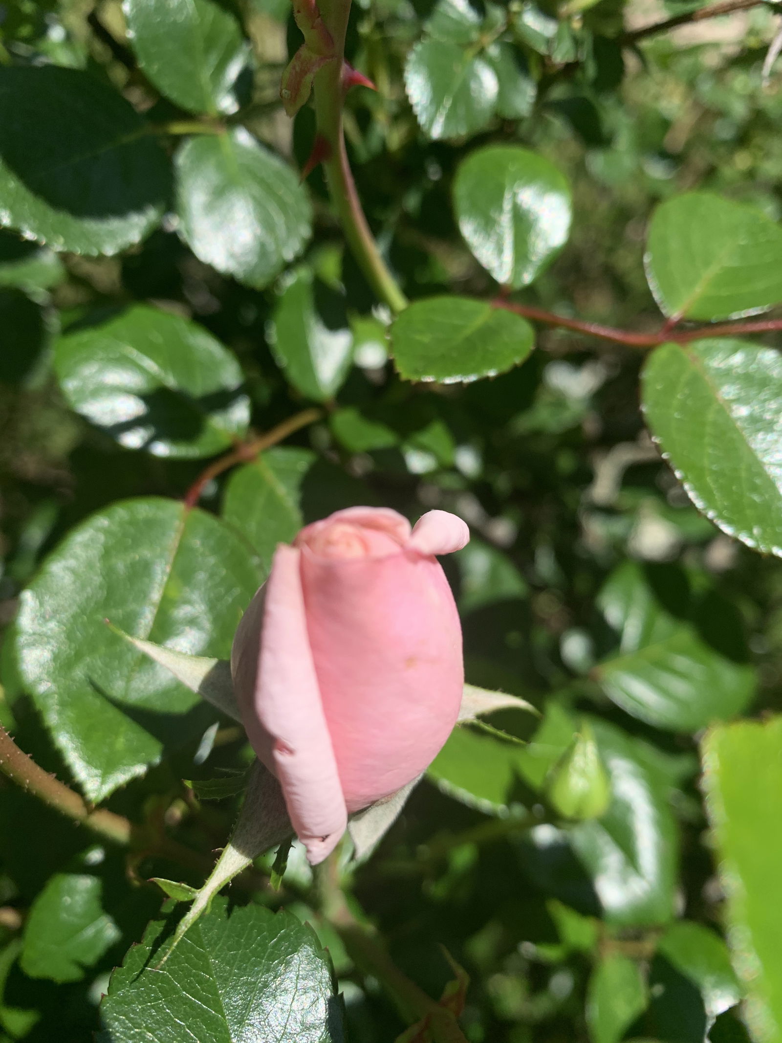 Banner of babereport