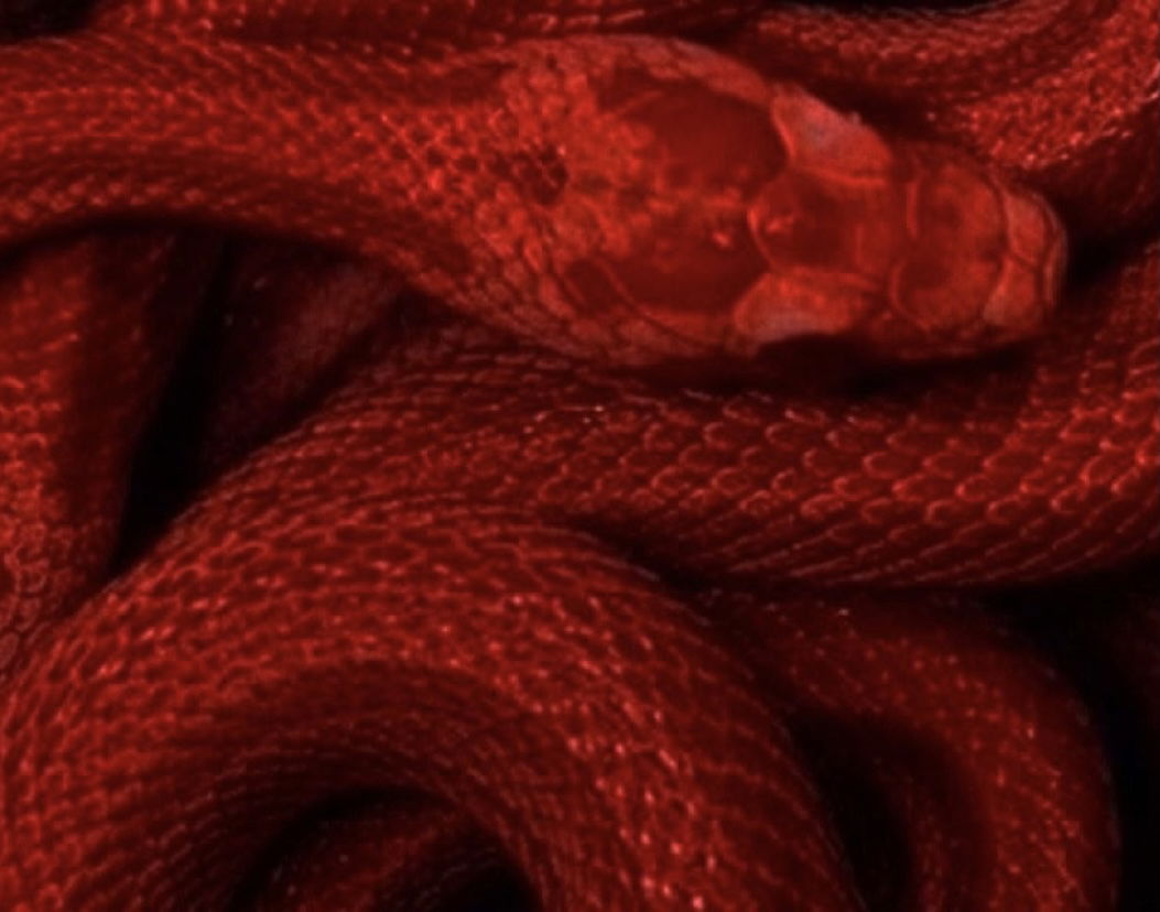 Banner of chocolittit