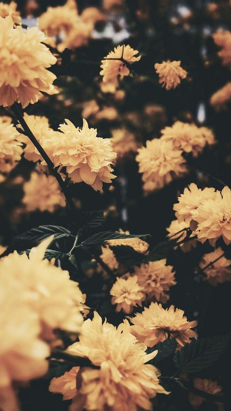 Banner of ebby_fox
