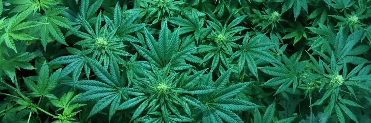 Banner of kushycurves