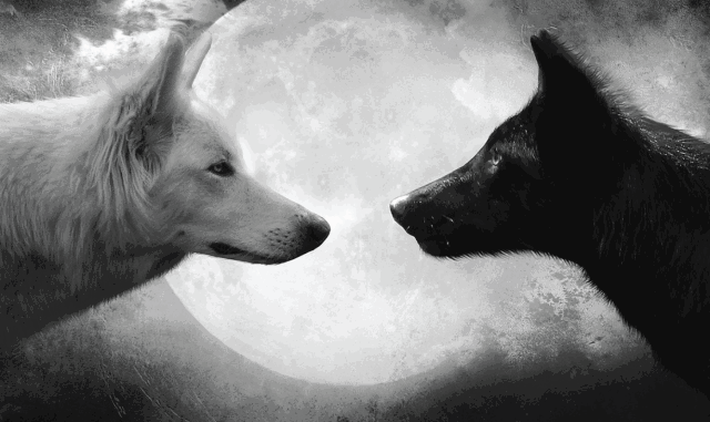 Banner of mightyjoe_wolf