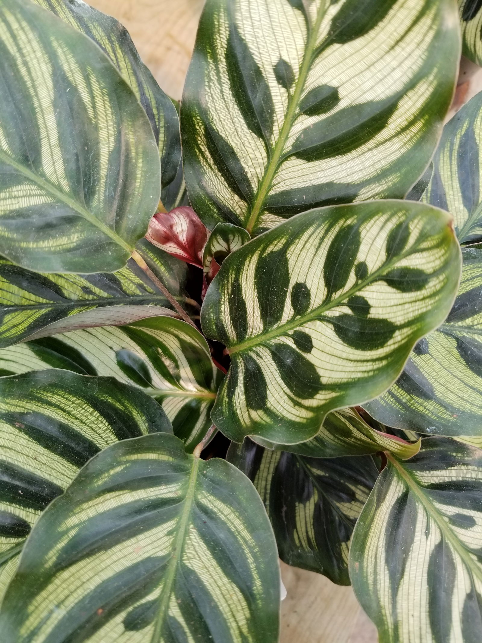 Banner of nakedplantlady