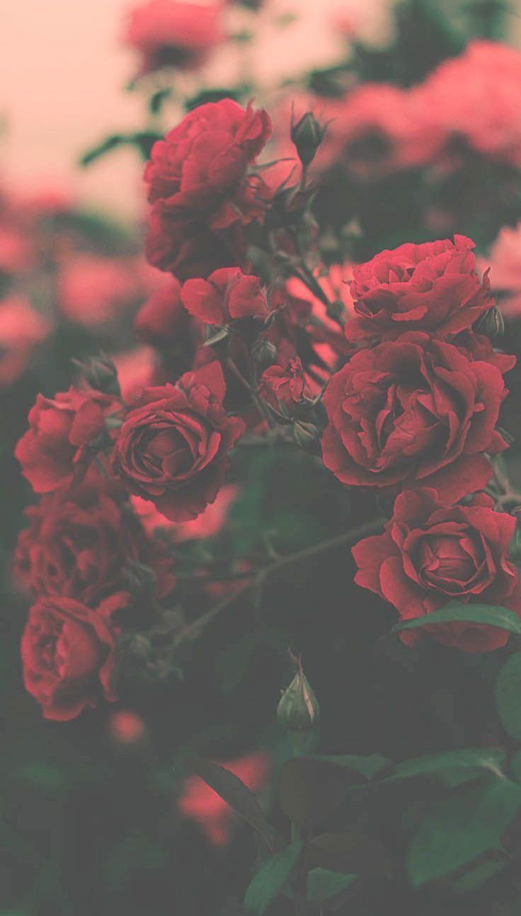 Banner of peachyprincess109