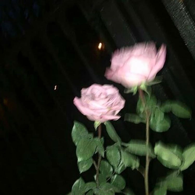 Banner of rose.s