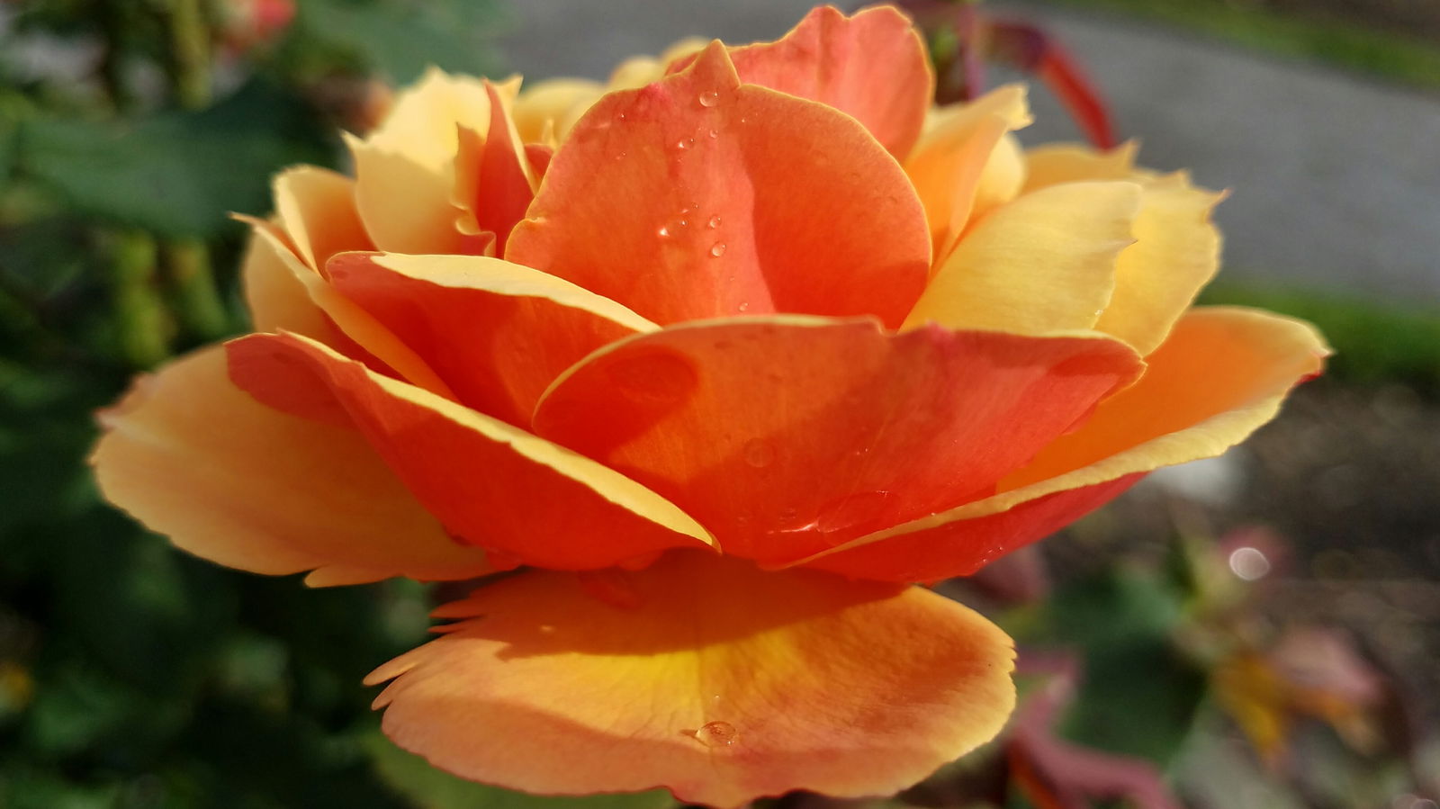 Banner of rosiblossom