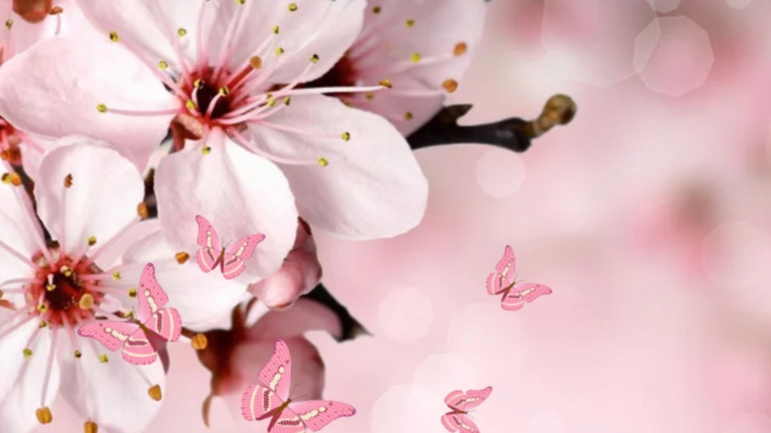 Banner of sakura824