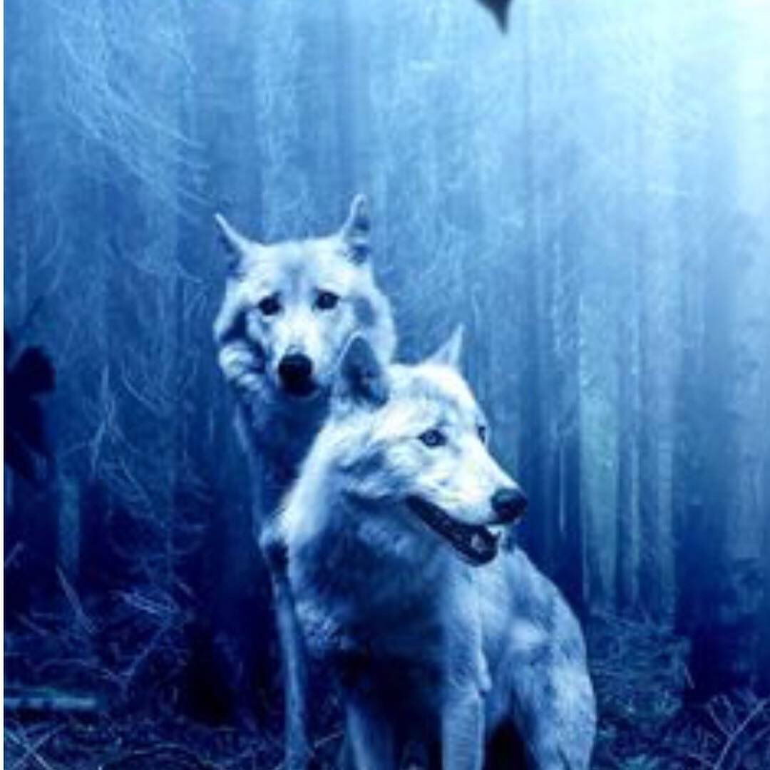 Banner of shadowheather30