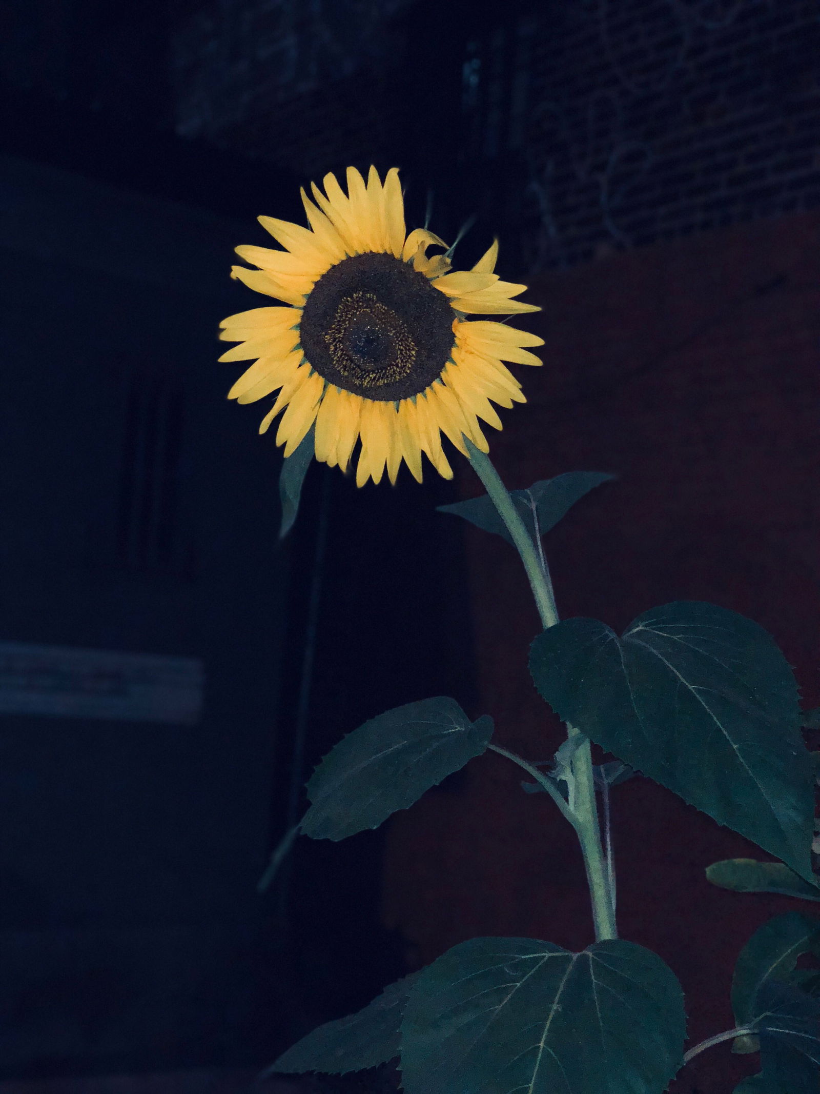 Banner of sin_rose