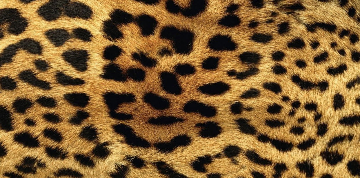 Banner of stoneypenguin16