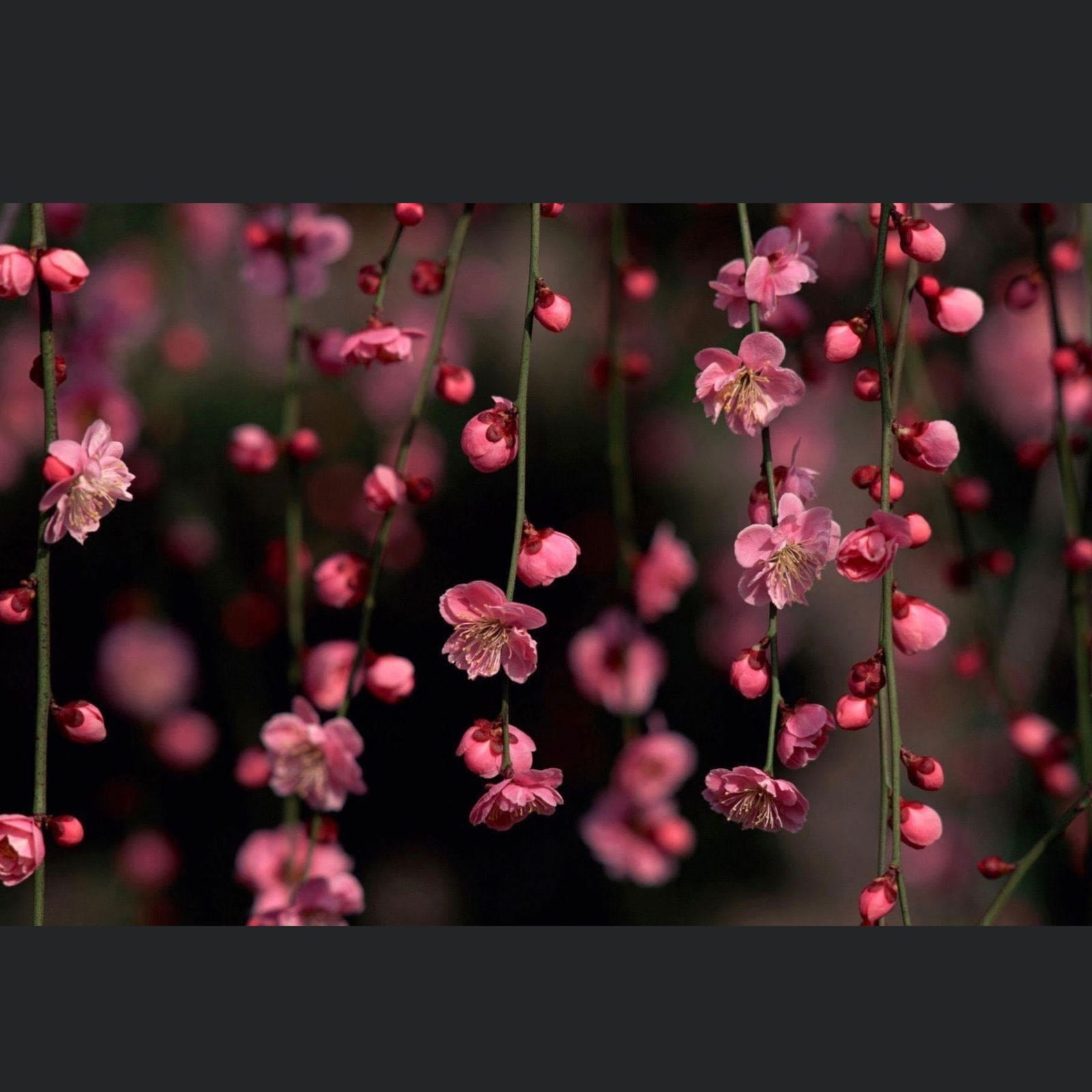 Banner of tenshibby