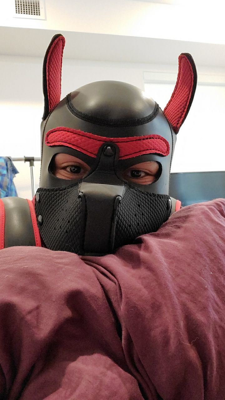 Banner of the_pup_apollo