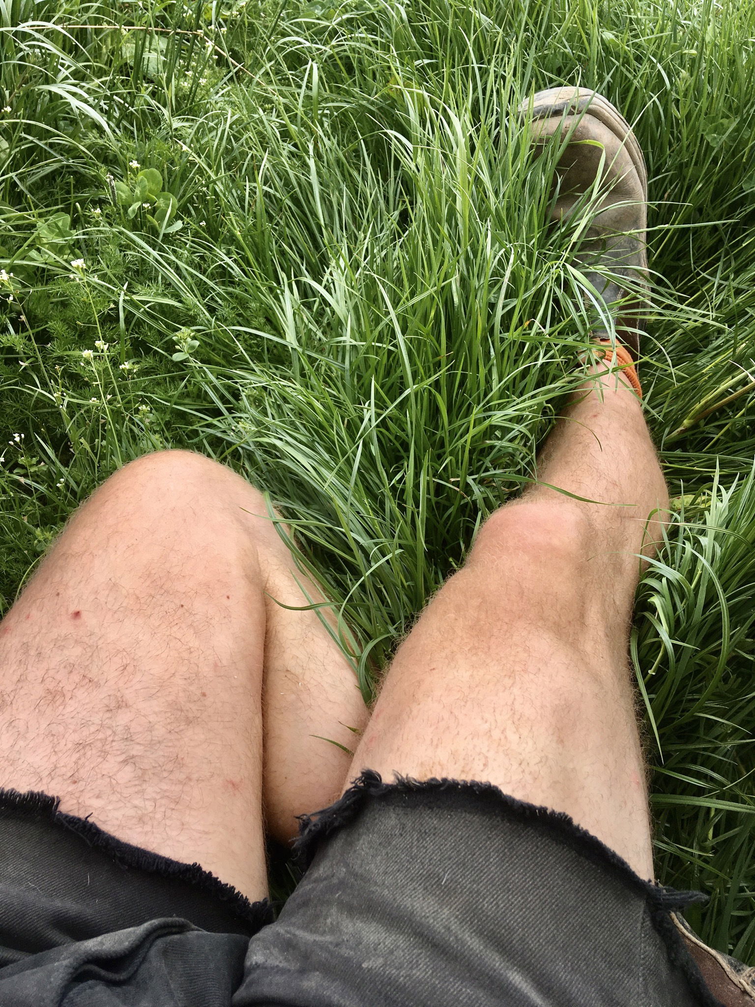 Banner of thefarmerslegs