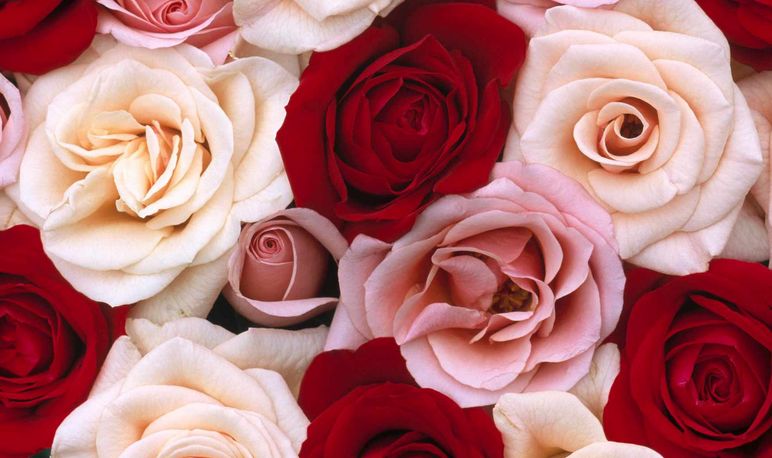 Banner of this_foxy_rose
