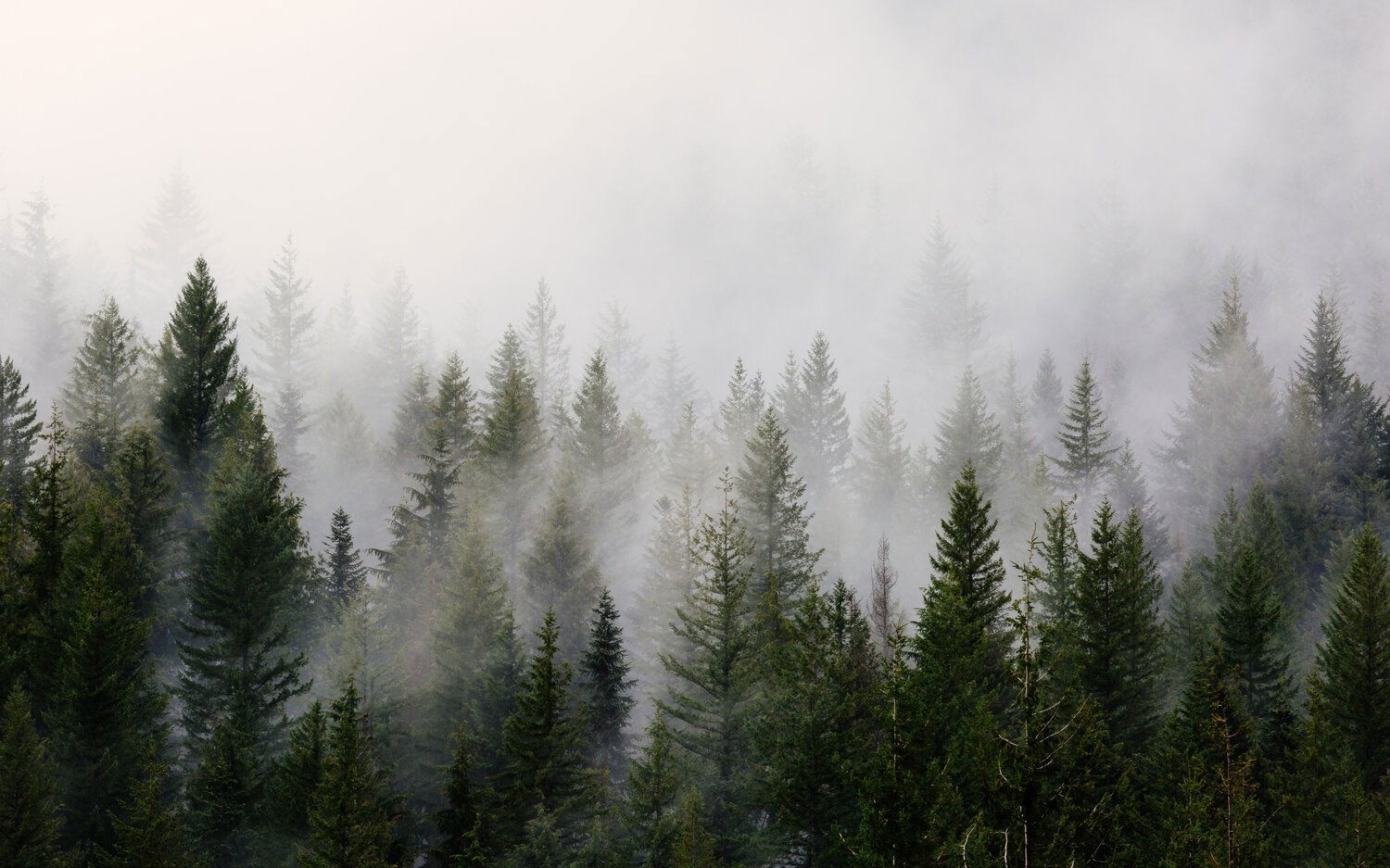 Banner of wildhoney369