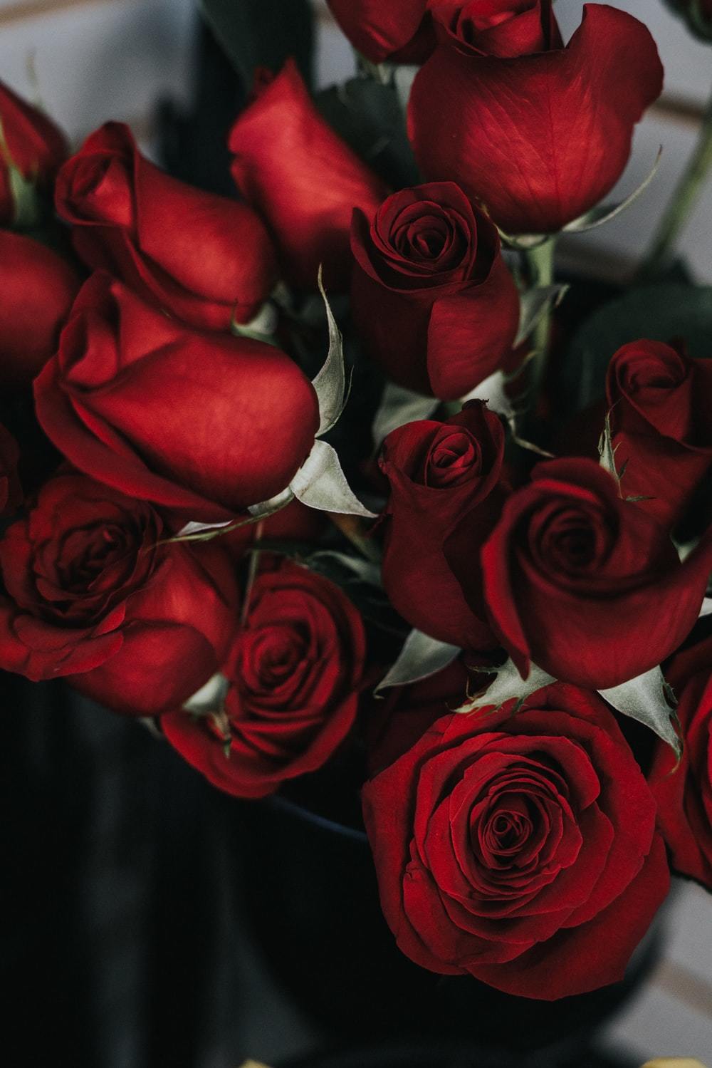 Banner of xrosebuddx